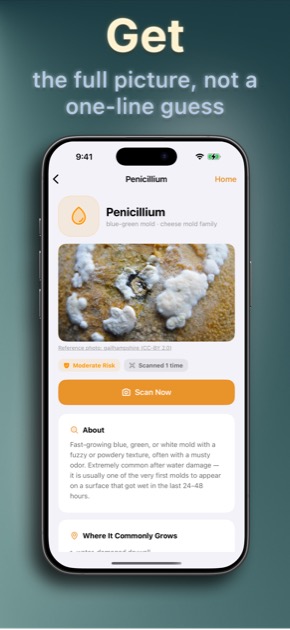 Mold Identifier species detail page with reference photo, risk tier, and description
